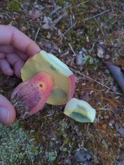 Baorangia bicolor