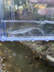 Notemigonus crysoleucas