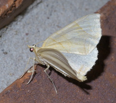 Eulithis
