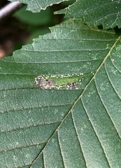 Phyllonorycter argentinotella