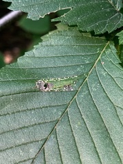 Phyllonorycter argentinotella