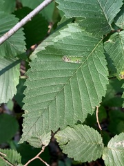 Phyllonorycter argentinotella