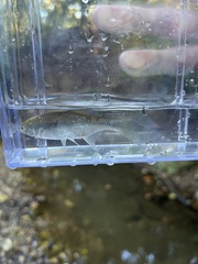 Notemigonus crysoleucas