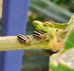 Disonycha glabrata