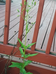 Erechtites hieraciifolius