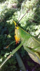 Oxyprora surinamensis