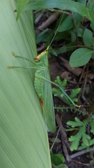 Oxyprora surinamensis