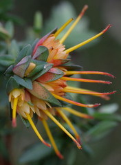 Darwinia citriodora
