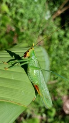 Oxyprora surinamensis