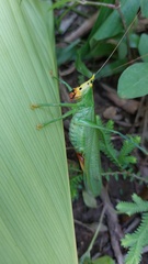 Oxyprora surinamensis