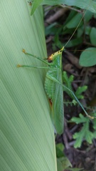 Oxyprora surinamensis