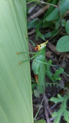 Oxyprora surinamensis