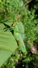 Oxyprora surinamensis