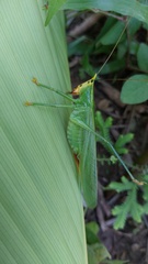 Oxyprora surinamensis