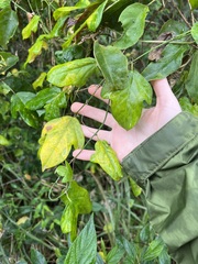 Passiflora pallida