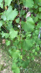 Vitis rotundifolia
