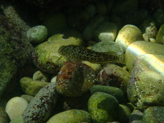 Parablennius sanguinolentus