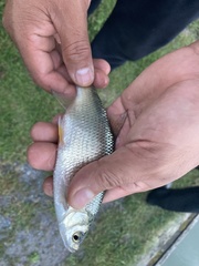 Notemigonus crysoleucas