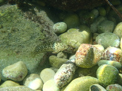 Parablennius sanguinolentus