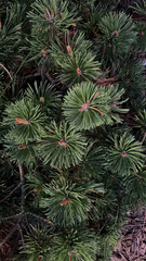 Pinus mugo