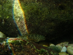 Parablennius sanguinolentus