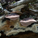 Fomitopsis rosea - Photo (c) caspar s, algunos derechos reservados (CC BY)