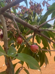 Syzygium malaccense