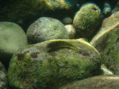 Parablennius sanguinolentus