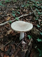 Amanita echinocephala