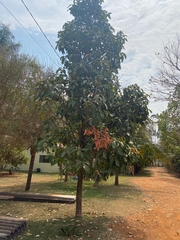 Syzygium malaccense