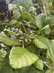 Alnus serrulata