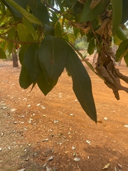 Syzygium malaccense