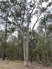 Angophora leiocarpa