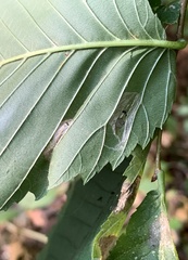 Phyllonorycter argentinotella