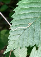 Stigmella apicialbella