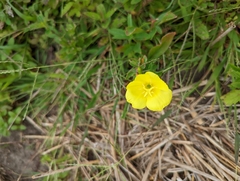 Oenothera biennis