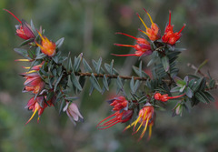 Darwinia citriodora