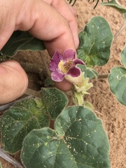 Proboscidea sabulosa