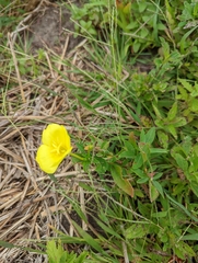 Oenothera biennis