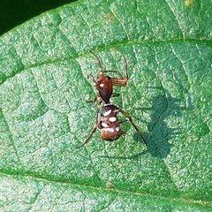 Micrathena