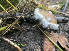 Psathyrella piluliformis