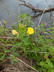Oenothera biennis