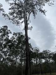 Eucalyptus moluccana