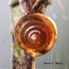 Euconulus
