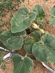 Proboscidea sabulosa