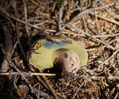 Caloboletus frustosus