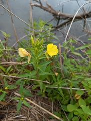 Oenothera biennis