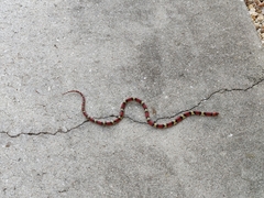 Cemophora coccinea coccinea