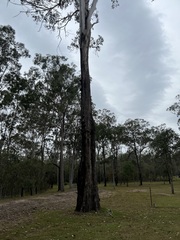 Eucalyptus moluccana