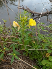 Oenothera biennis